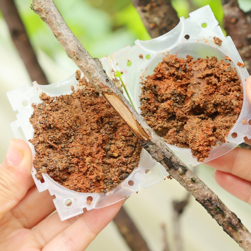 Reusable Plant Rooting Ball Gr - Gardening Tools Organiser ulasan dan harga