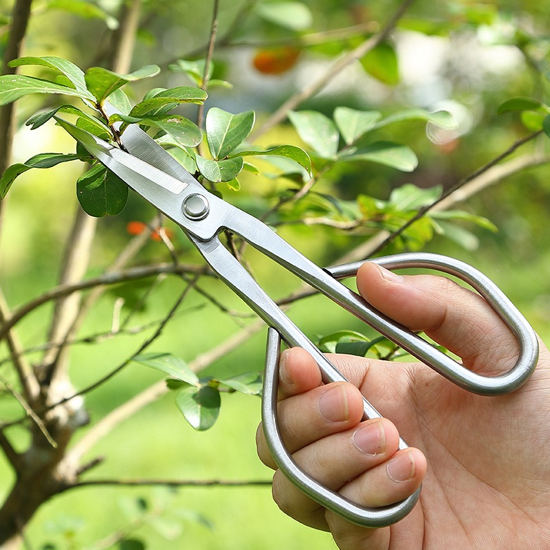 Tender Leaf Scissors Bonsai To - Bonsai Tool Set ulasan dan harga